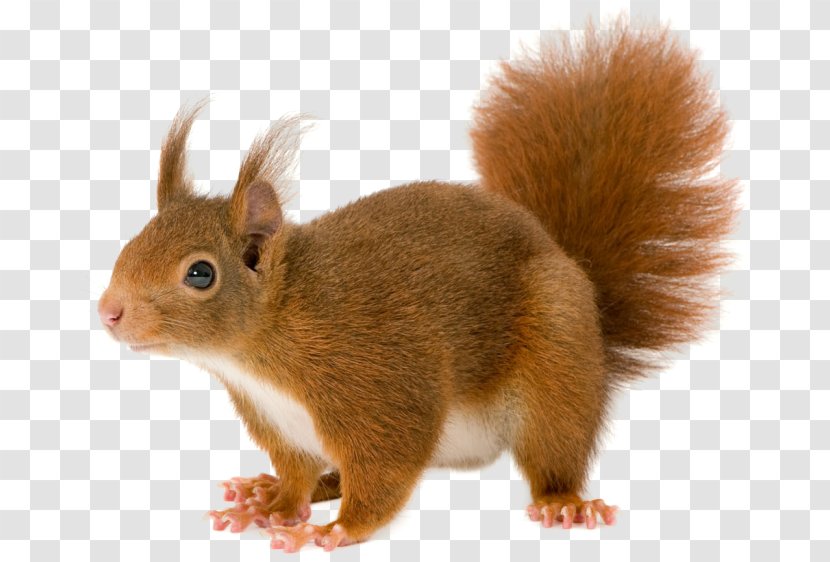 Red Squirrel - Snout Transparent PNG