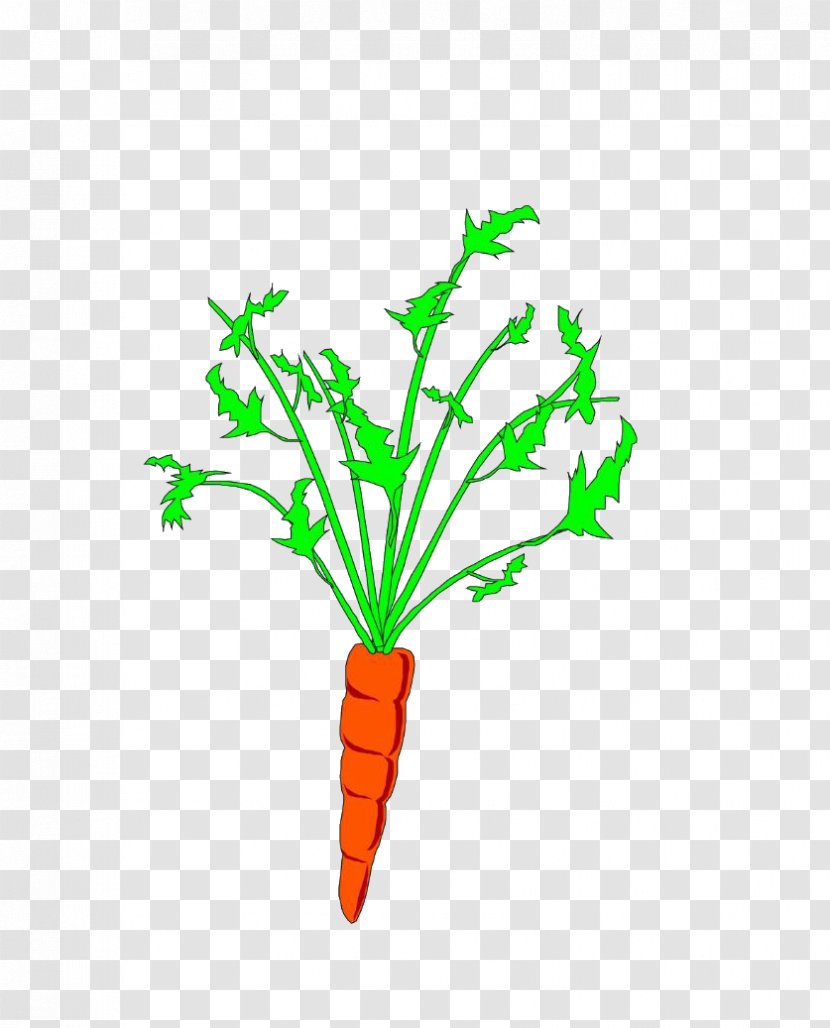 Carrot Animation Clip Art - Flower Transparent PNG