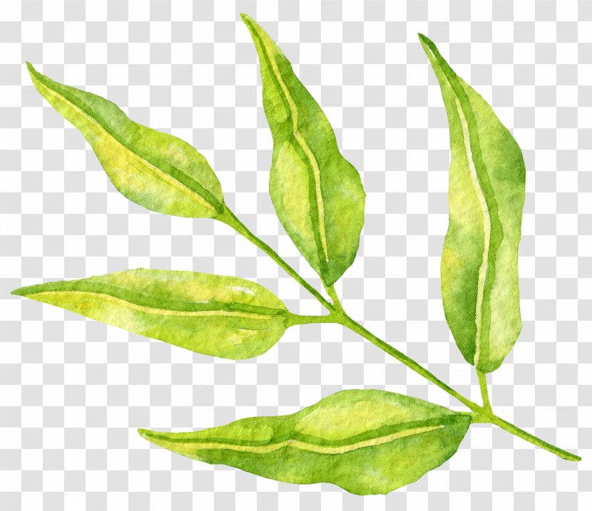 Leaf Branch Clip Art Plant Stem - Plants - Leaves Buddha Tea Transparent PNG