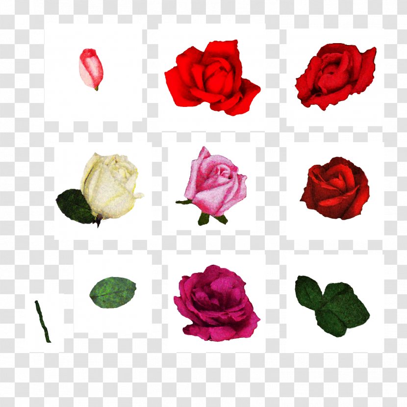 Cut Flowers Centifolia Roses Floral Design Garden - Rosa - Forget Me Not Transparent PNG