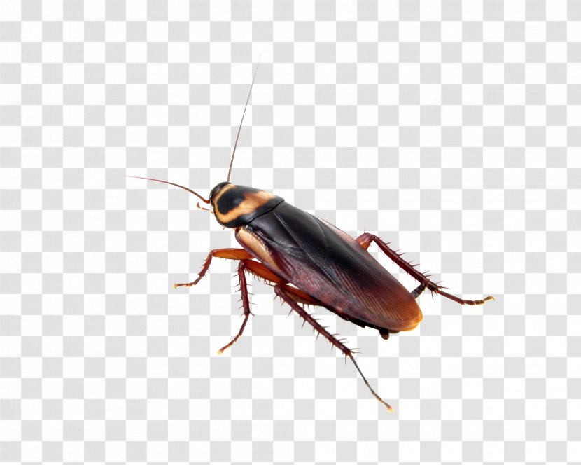 Insect Cockroach Mosquito Pest Control Bed Bug - Flea Transparent PNG
