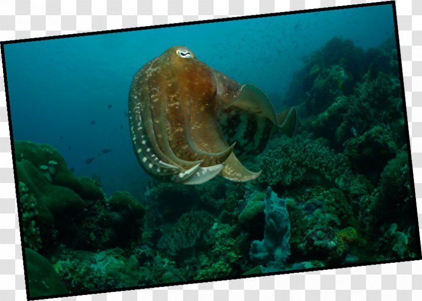 Cuttlefishes Octopus Marine Biology - Adventure Galley Transparent PNG