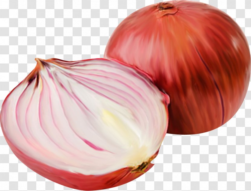Onion Vegetable Gratis - Shallot - Beautiful Orange Transparent PNG