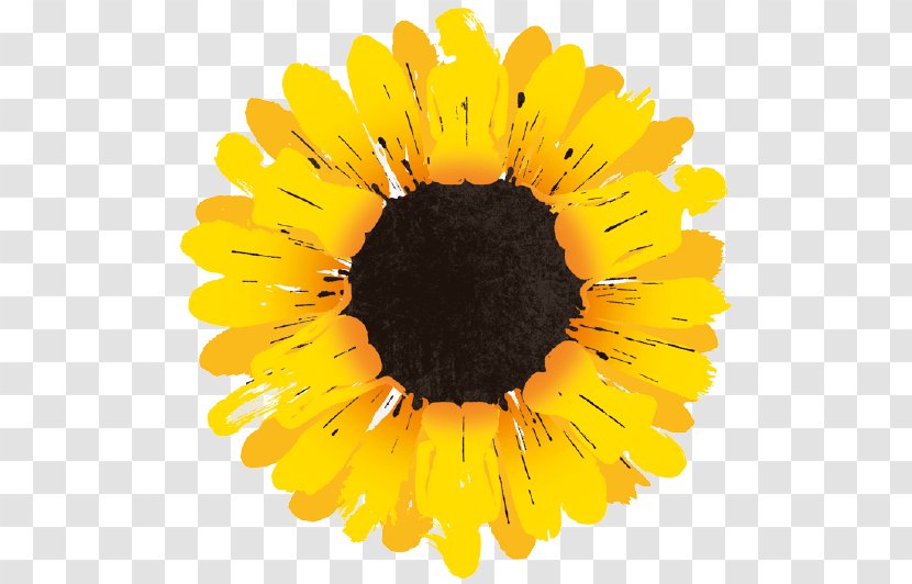 Marlowe Theatre The Lowry West End Of London Girls Musical - Sunflower Seed - Daisy Family Transparent PNG