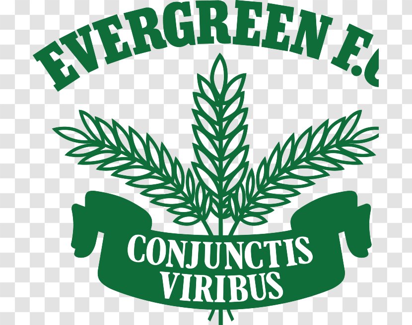 Evergreen Football & Social Club Train Track Tree Eveready Hire - Leaf Transparent PNG