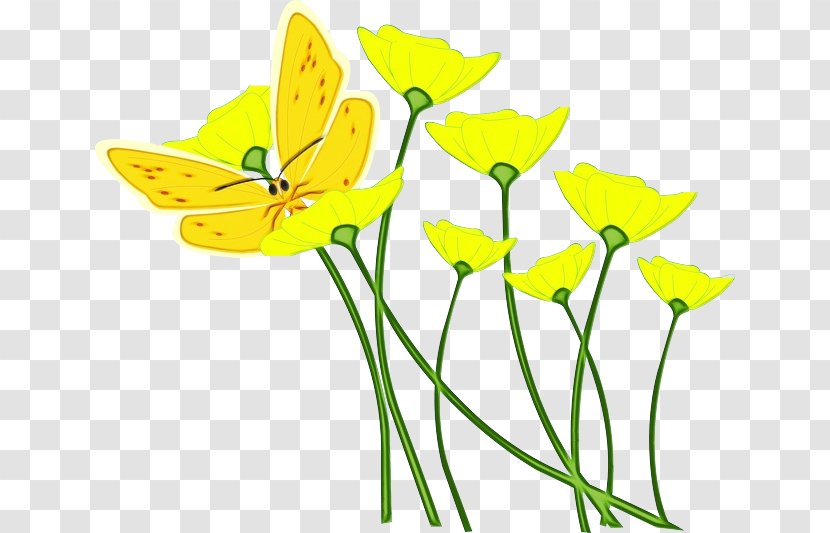 Watercolor Flower Background - Pedicel - Narcissus Petal Transparent PNG