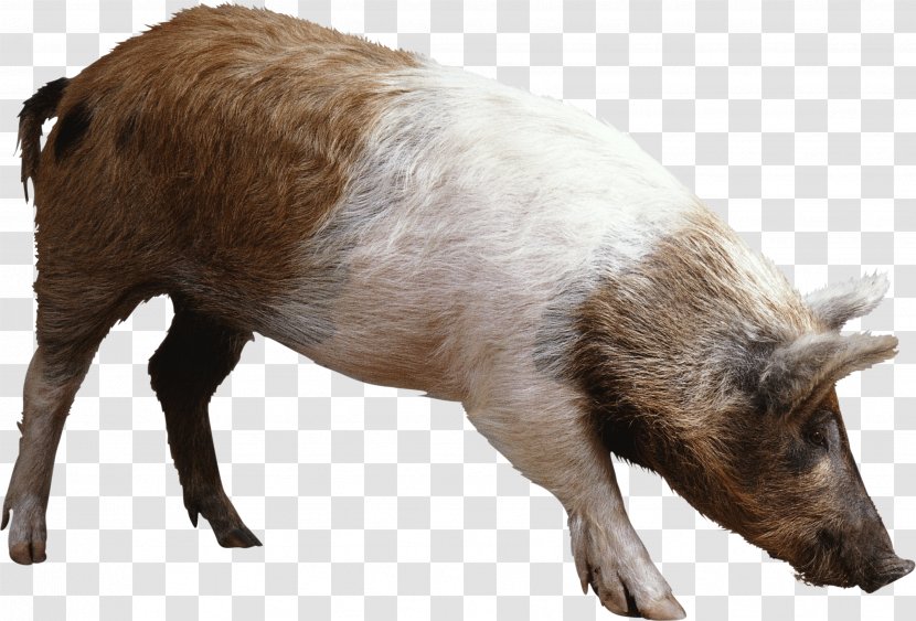 Domestic Pig Clip Art - Like Mammal - Image Transparent PNG