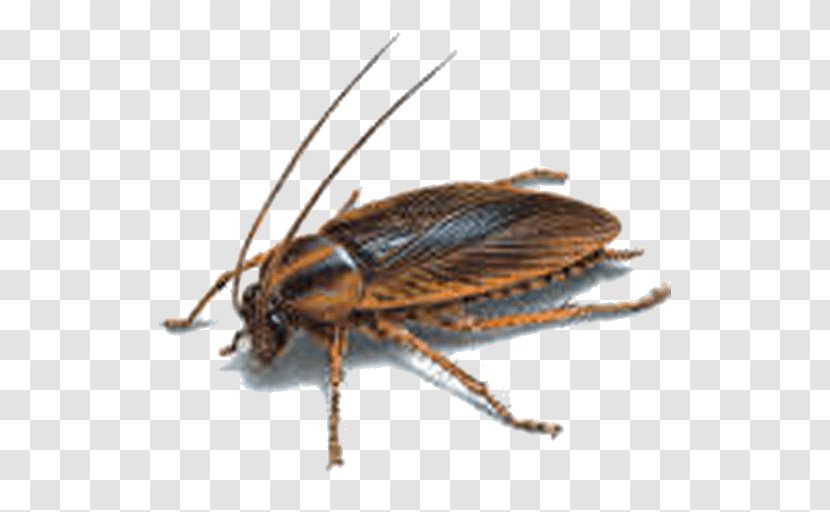 German Cockroach Insect Pest Ant - Blattella Transparent PNG