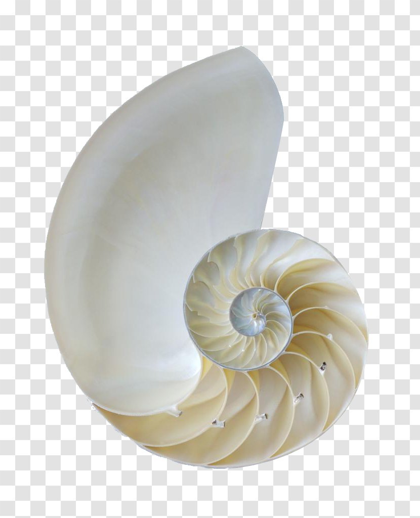 Nautilidae Orthogastropoda Seashell Sea Snail - White Conch Shell Transparent PNG