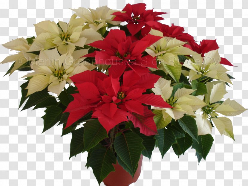 Cut Flowers Poinsettia Plant Floral Design - Inferior Laryngeal Artery - Flor Transparent PNG