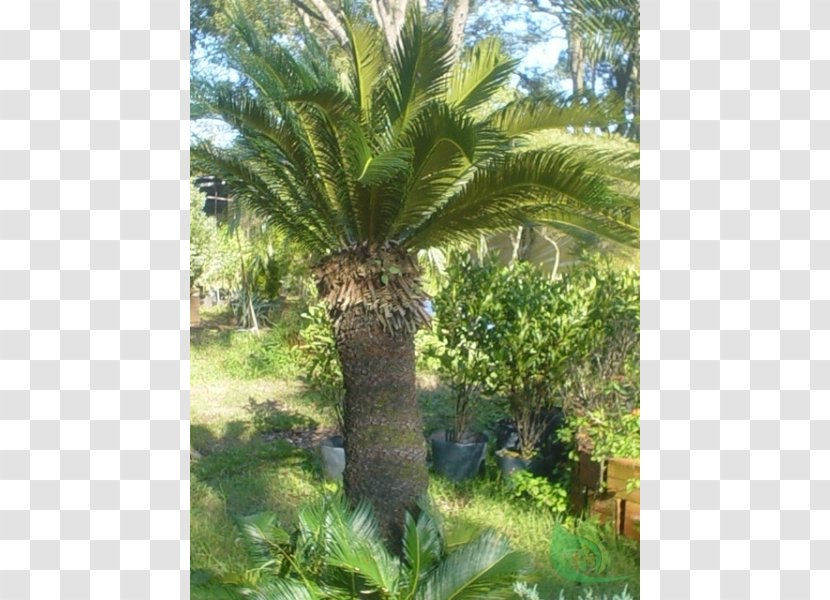 Babassu Plant Community Vegetation Oil Palms Vascular - Palm Tree - Date Transparent PNG