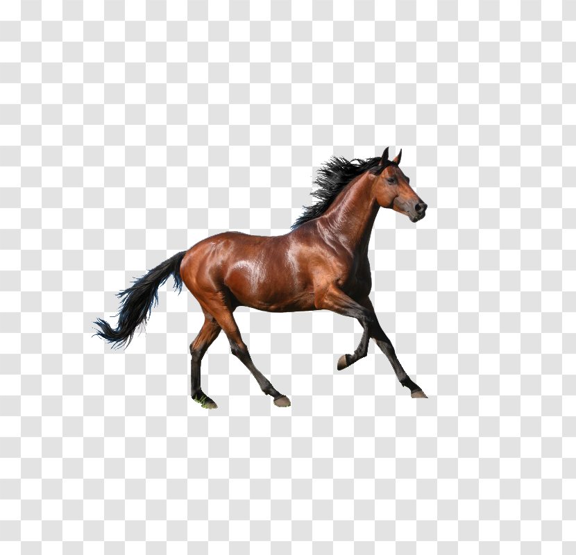 Rocky Mountain Horse Mare Wallpaper - Pixabay - Running Transparent PNG