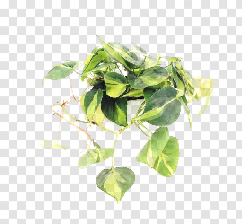 Philodendron Hederaceum Hidrokültür Leaf Variegation - Decofora Bvba Transparent PNG
