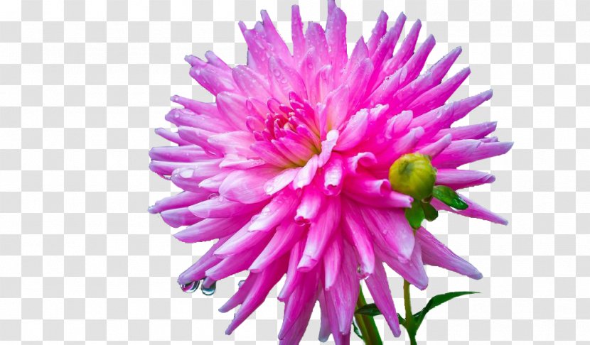 Dahlia Cut Flowers Zinnia Elegans Artificial Flower - Purple Transparent PNG