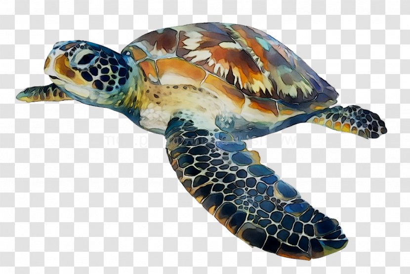 Loggerhead Sea Turtle Box Turtles Tortoise - Pond Transparent PNG
