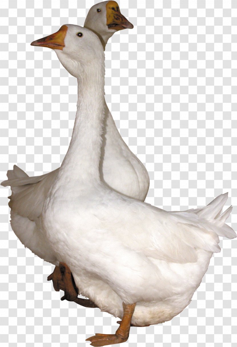 Goose Duck - Poultry - Image Transparent PNG
