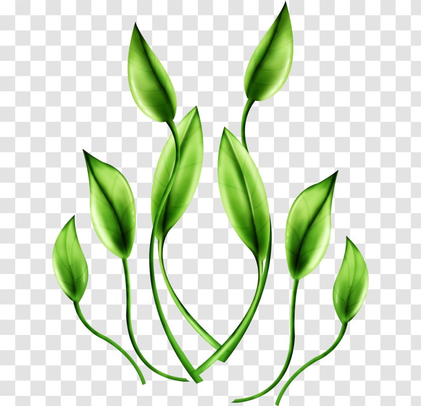 Sea Digital Image Clip Art - Flora - Boats Transparent PNG