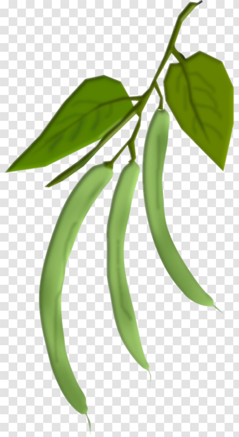 Vegetable Legume Common Bean Green Transparent PNG