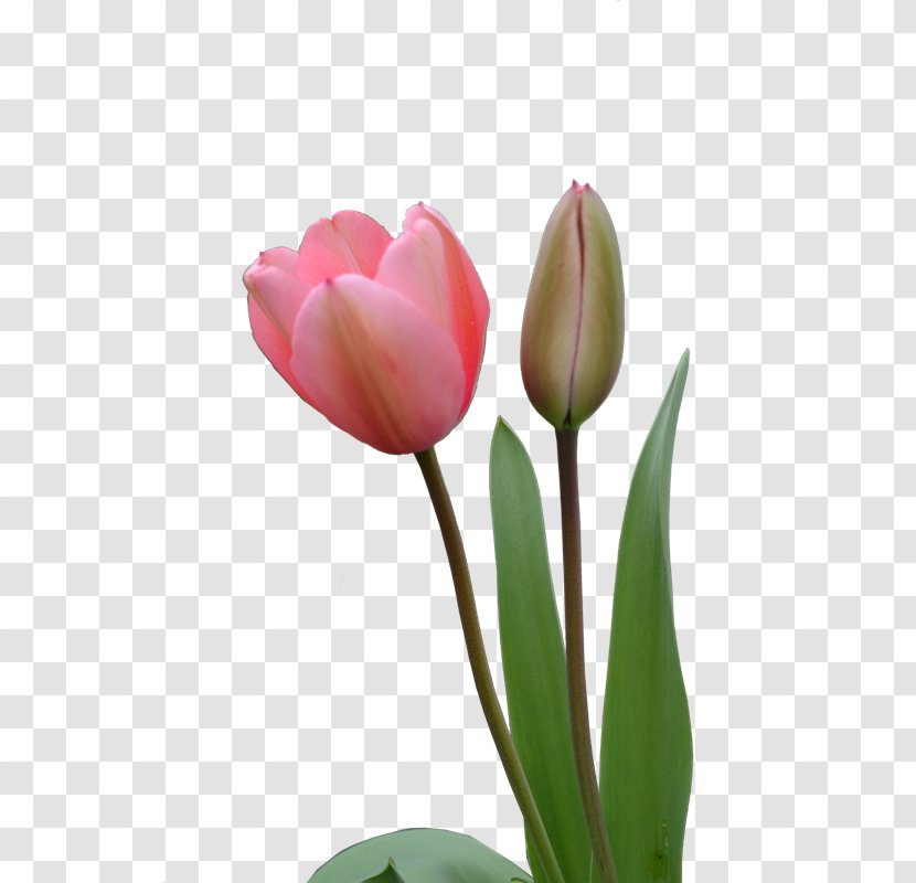 Indira Gandhi Memorial Tulip Garden Flower Clip Art - Plant Transparent PNG
