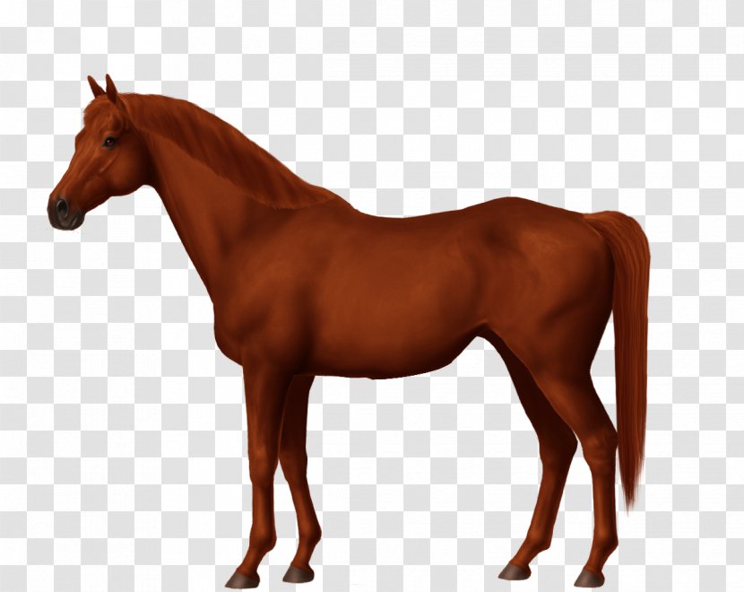 Pelajes Criollos Arabian Horse Pony Image - Chestnut - Sorrel Transparent PNG