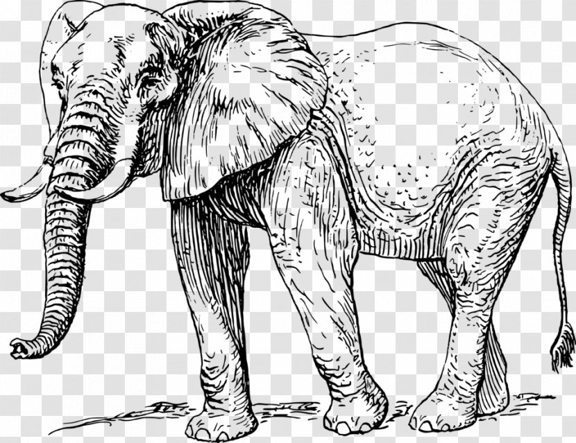 Asian Elephant African Drawing - Carnivoran Transparent PNG