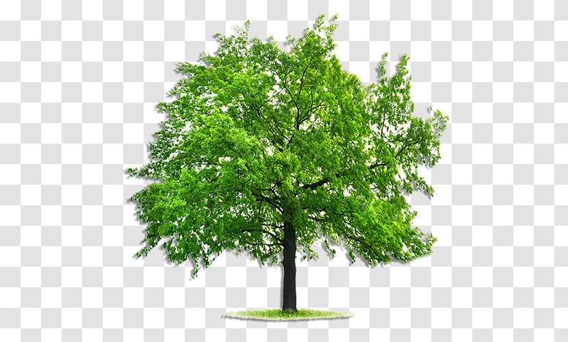 Emerald Ash Borer Tree Fraxinus Pennsylvanica Deciduous Stock Photography - Branch - Pruning Trees Transparent PNG