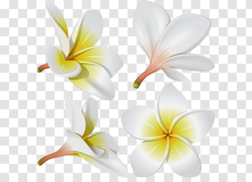 Frangipani Flower - Cut Flowers Transparent PNG