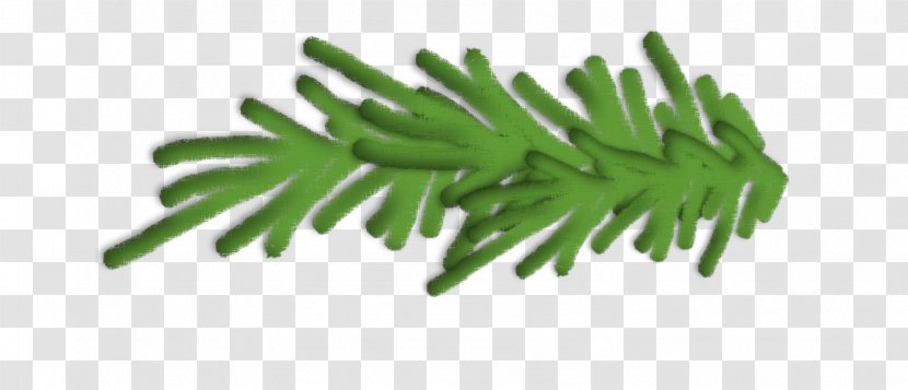 Blue Spruce Branch Pine Clip Art - Evergreen Transparent PNG