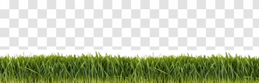 Chinese Herbology Lawn - Ground Grass Transparent PNG
