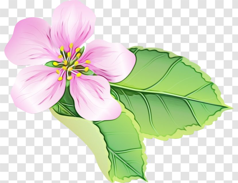 Flower Petal Plant Flowering Pink - Cut Flowers - Herbaceous Transparent PNG