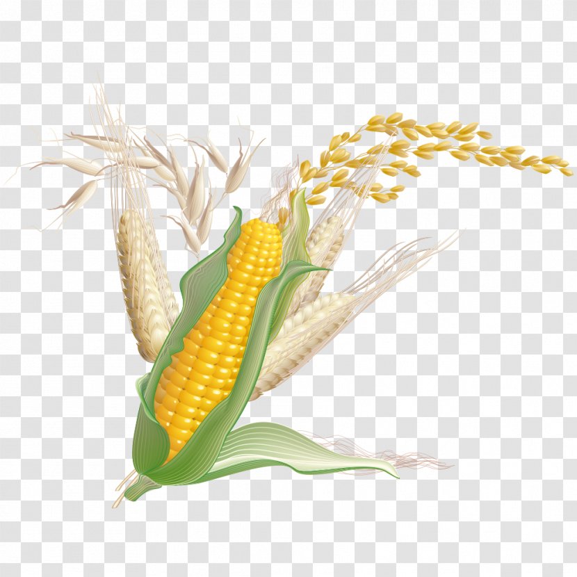 Maize Wheat Crop - Commodity - Corn Transparent PNG