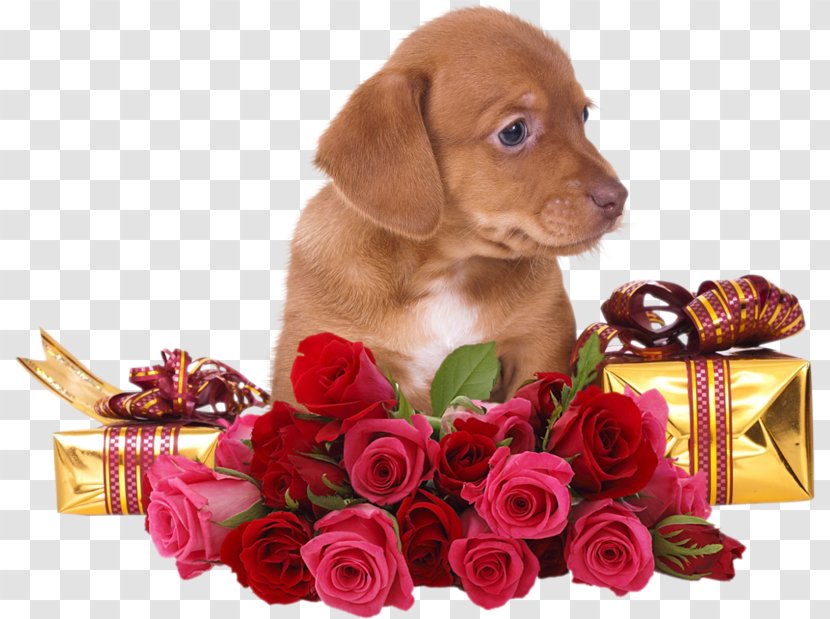 Rose Flower Clip Art - Bouquet - Puppy With Transparent PNG