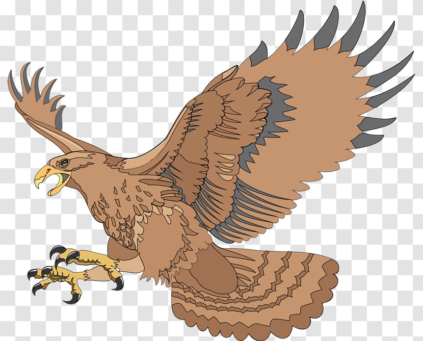 Bird Eagle Desktop Wallpaper Hawk Clip Art - Fauna - Aves Transparent PNG