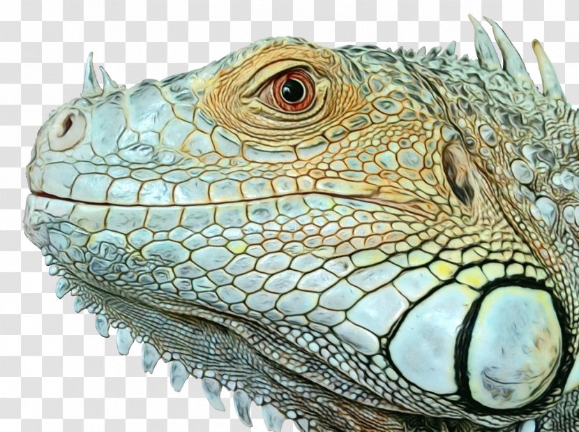 Dragon Background - Lizard - Chameleon Transparent PNG