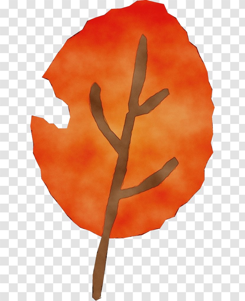 Orange - Plant - Stem Flower Transparent PNG