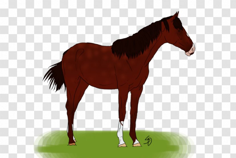 Foal Colt Stallion Mustang Pony - Mare - Grown Ups Transparent PNG