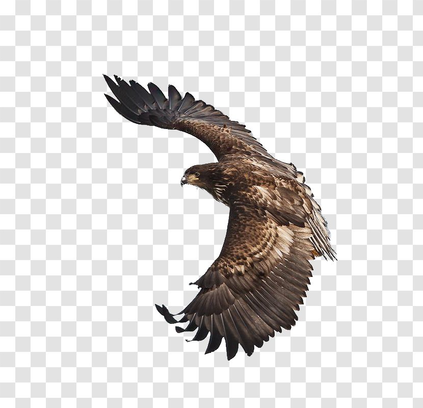 White-tailed Eagle Bird Steppe Flight - Wing Transparent PNG