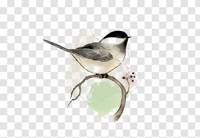 Birds - Drawing - Black Capped Chickadee Transparent PNG
