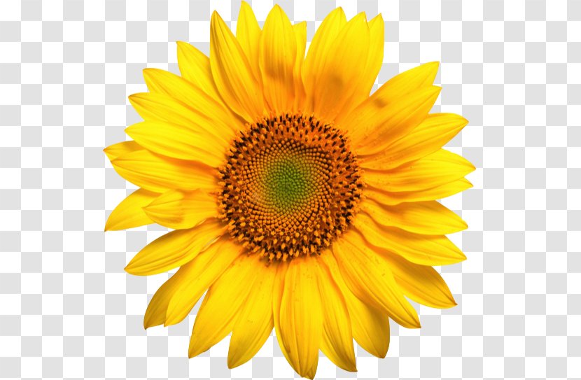 Common Sunflower Clip Art - Petal Transparent PNG
