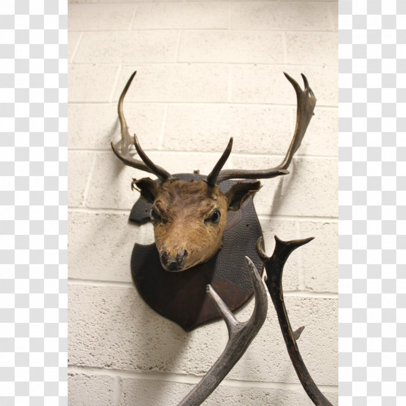 Elk Reindeer Trophy Hunting Antelope - Taxidermy - Long Deer Transparent PNG