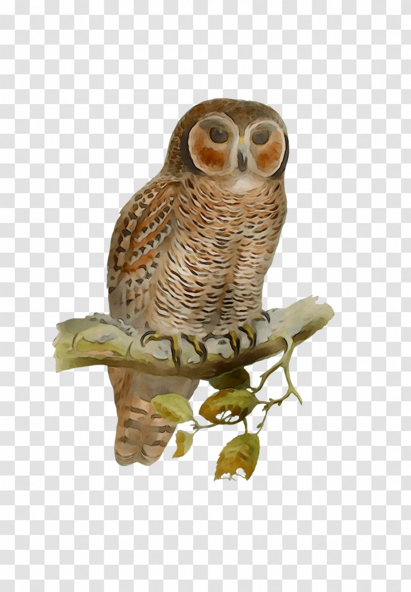 Owl Fauna Beak - Wildlife Transparent PNG