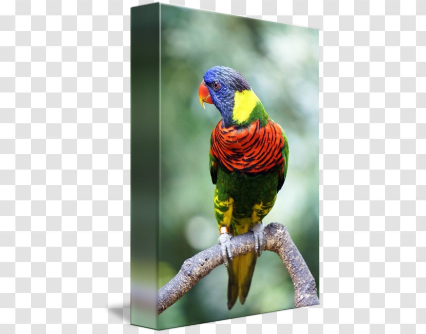 Macaw Loriini Parakeet Beak Feather - Lorikeet - Lories And Lorikeets Transparent PNG
