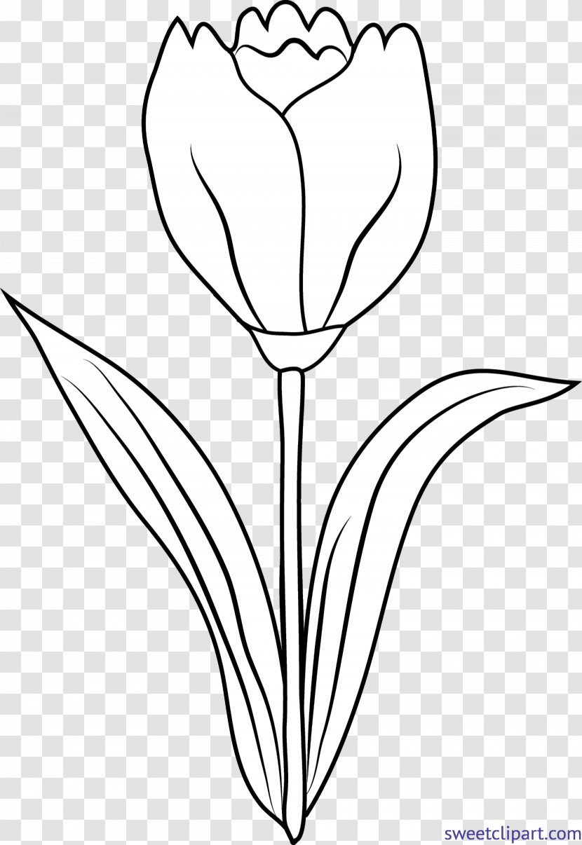 Tulip Drawing Clip Art Image Graphics - Line Transparent PNG