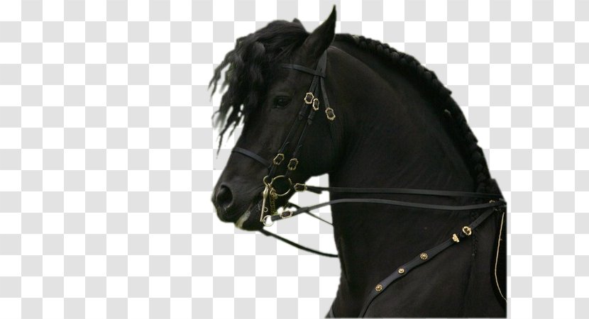 Andalusian Horse Friesian Stallion Mare Bridle - Breed - Harness Transparent PNG