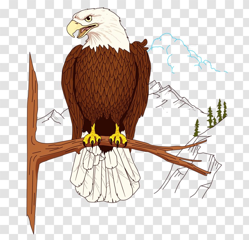 Bald Eagle Clip Art - Hawk Transparent PNG