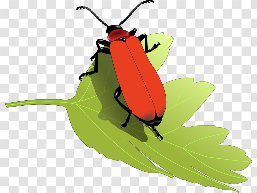Beetle Interesting Insects Clip Art - Website - Free Nature Clipart Transparent PNG
