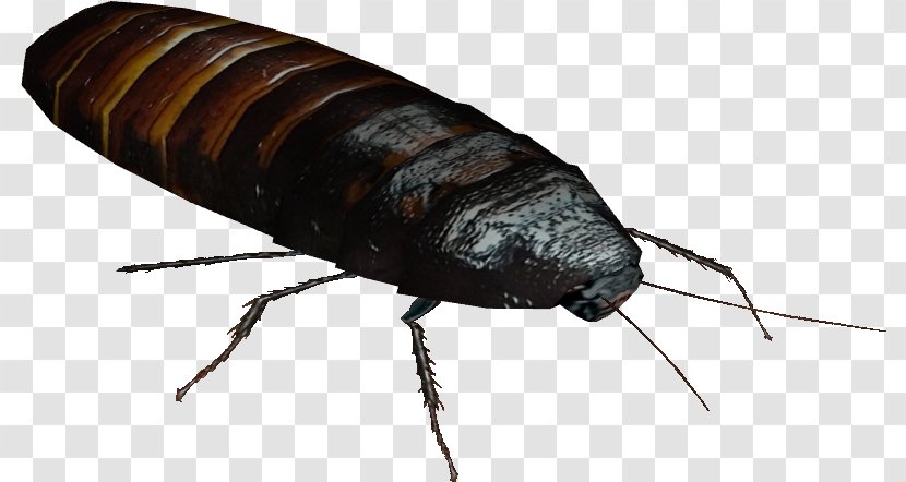Creative Background - Hissing Cockroaches - House Fly Oriental Cockroach Transparent PNG