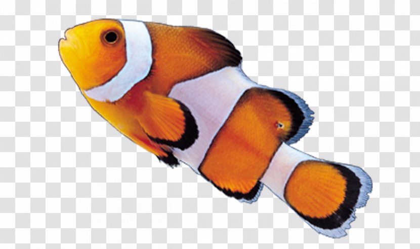 Clownfish Akwarystyka Morska - Ornamental Fish - Color Transparent PNG