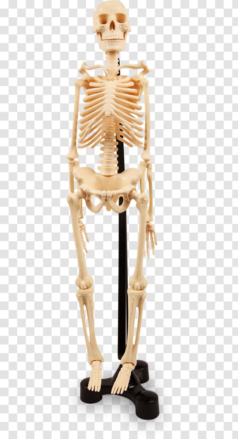 Human Skeleton Joint Anatomy Bone - Bones Transparent PNG