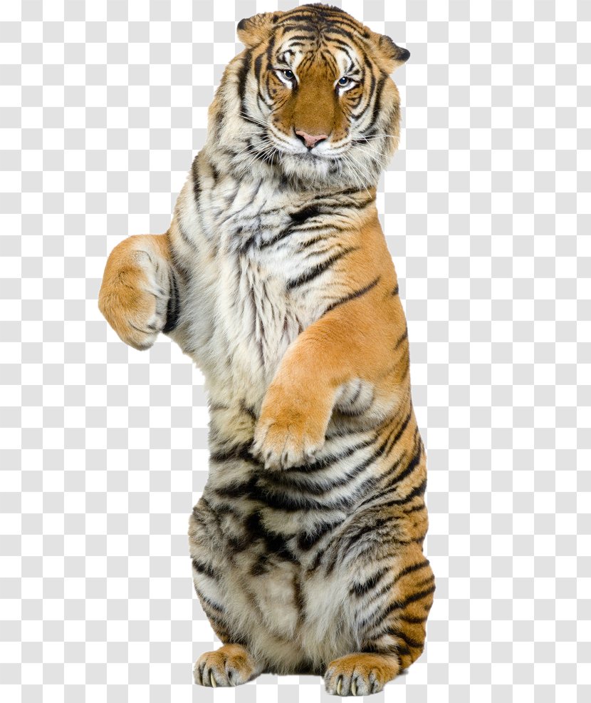 Lion Bengal Tiger Siberian Felidae Stock Photography Transparent PNG